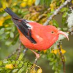Native Hawaiian birds you might find at our Rainforest Spa