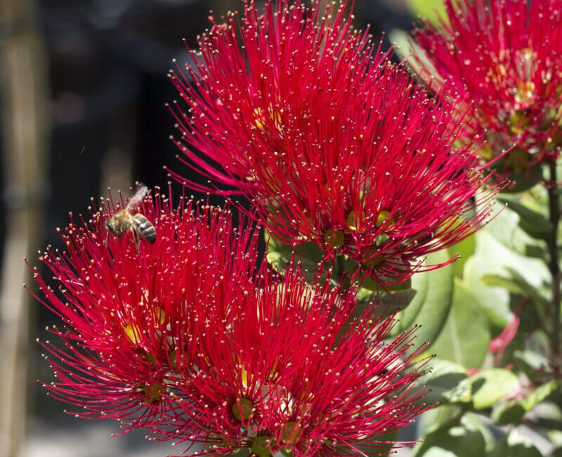 ohi'a lehua flowers with pollinating bumblebee