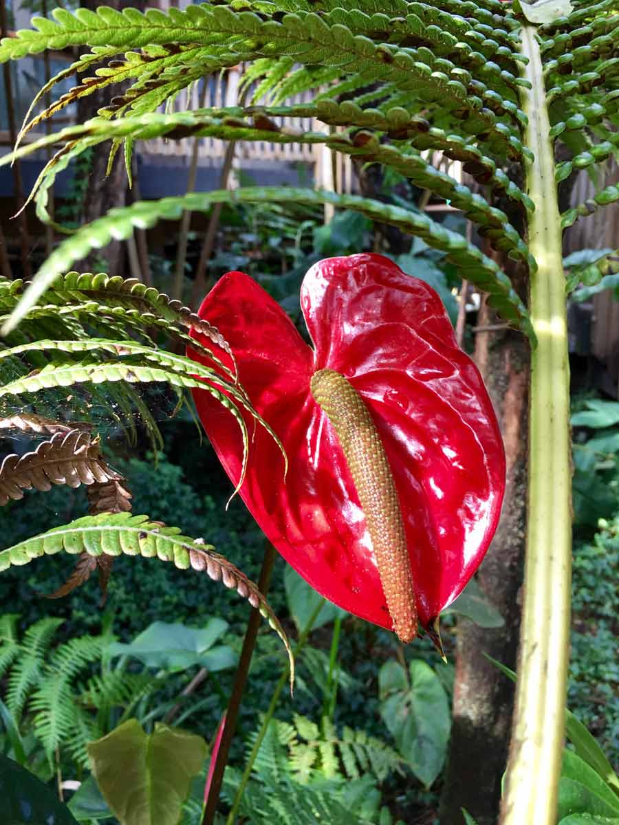 anthurium flower