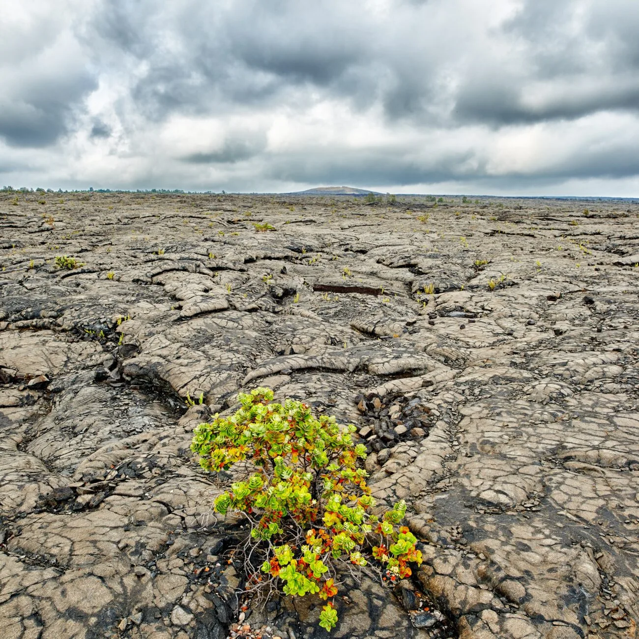Closeup of Ohelo Berry Plant growing on volcanic surface of pu'u huluhulu at Hawaii Volcanoes National Park