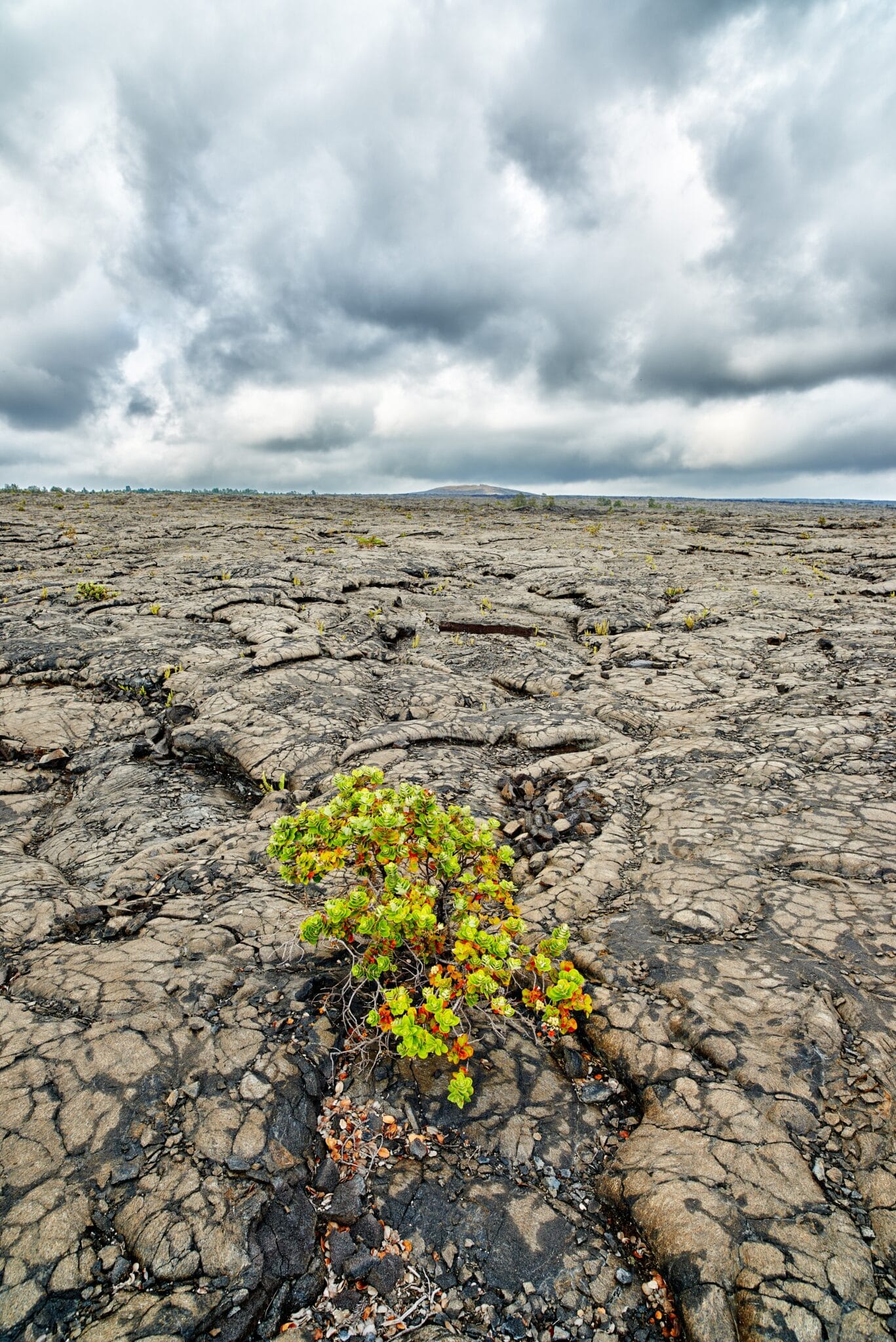Closeup of Ohelo Berry Plant growing on volcanic surface of pu'u huluhulu at Hawaii Volcanoes National Park