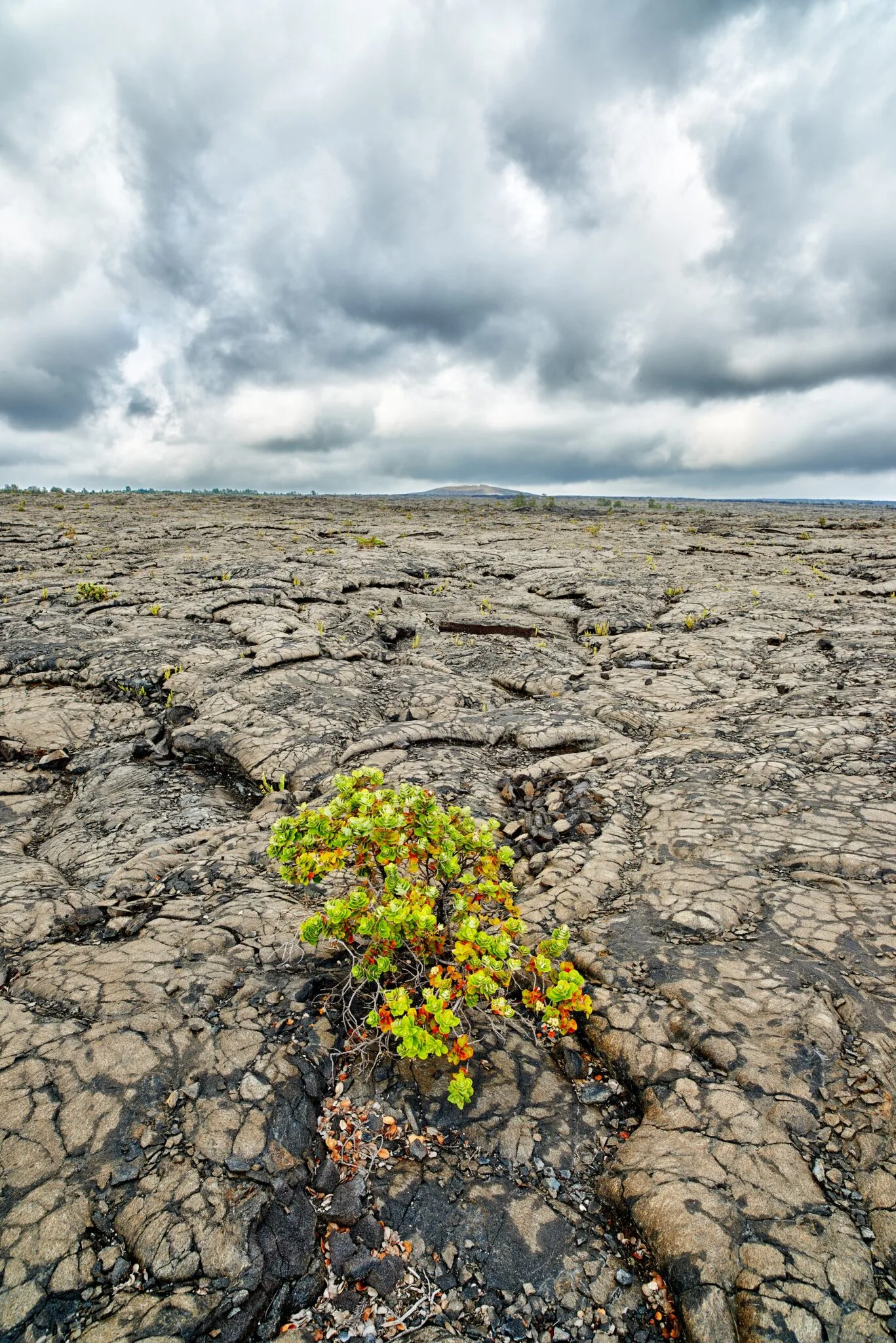Closeup of Ohelo Berry Plant growing on volcanic surface of pu'u huluhulu at Hawaii Volcanoes National Park