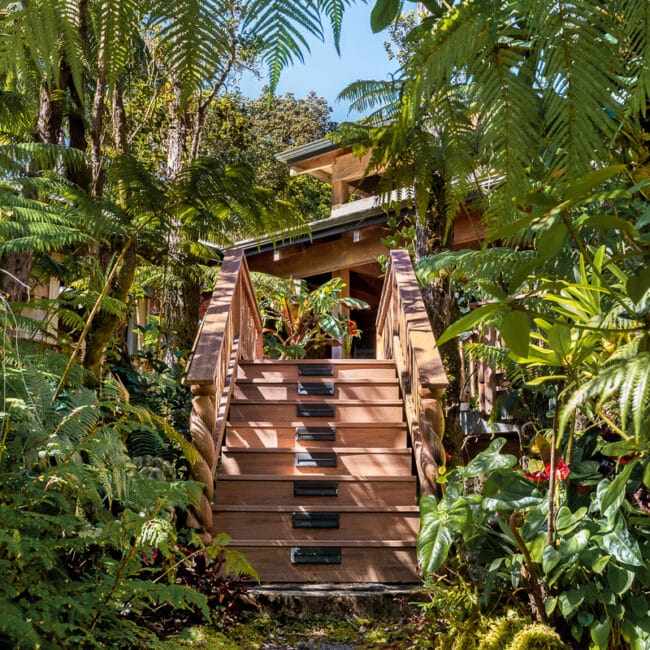 Wooden steps leading through rainforest foliage to entryway