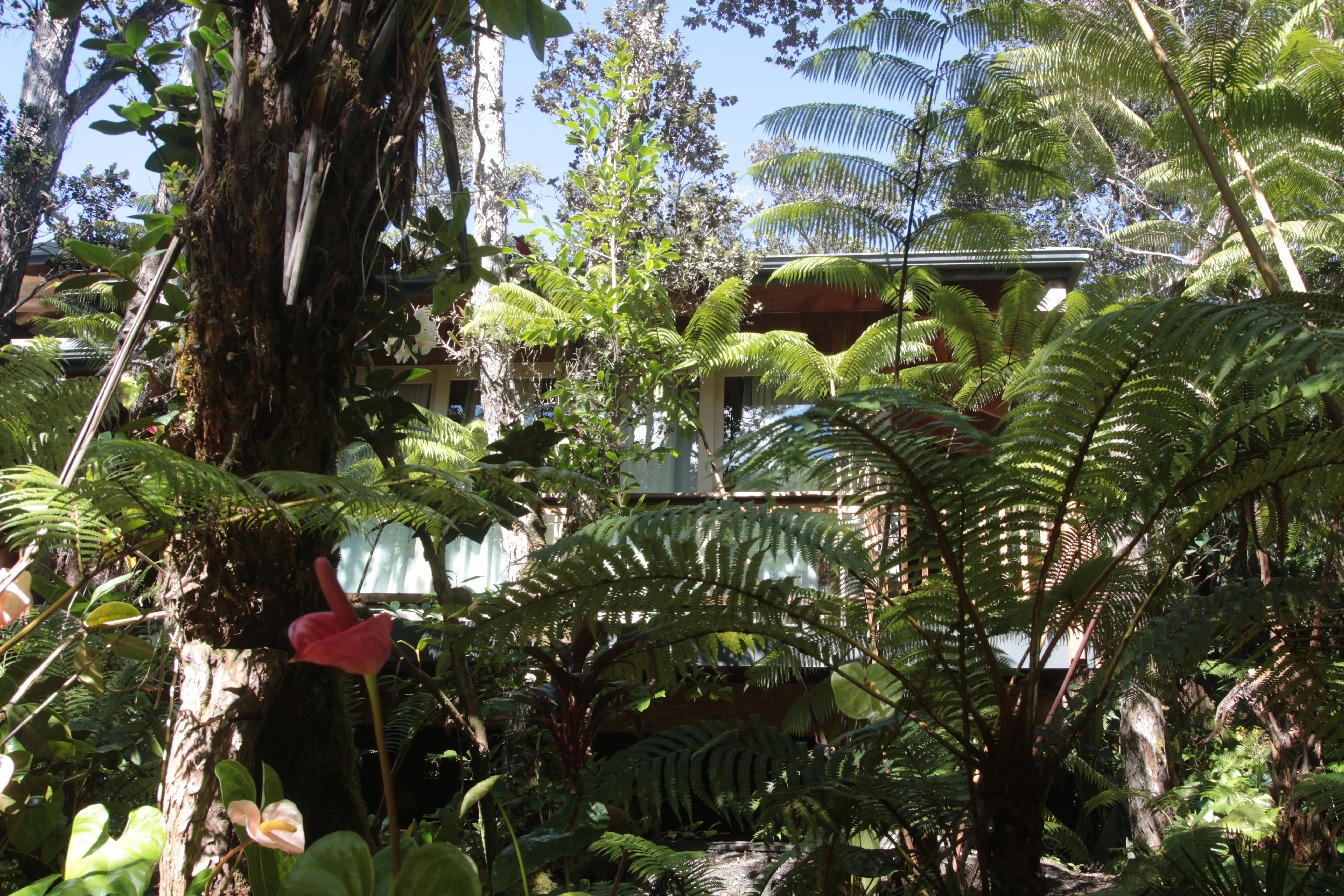 cedar and glass inn nestled in the rainforest ferns and ohia trees